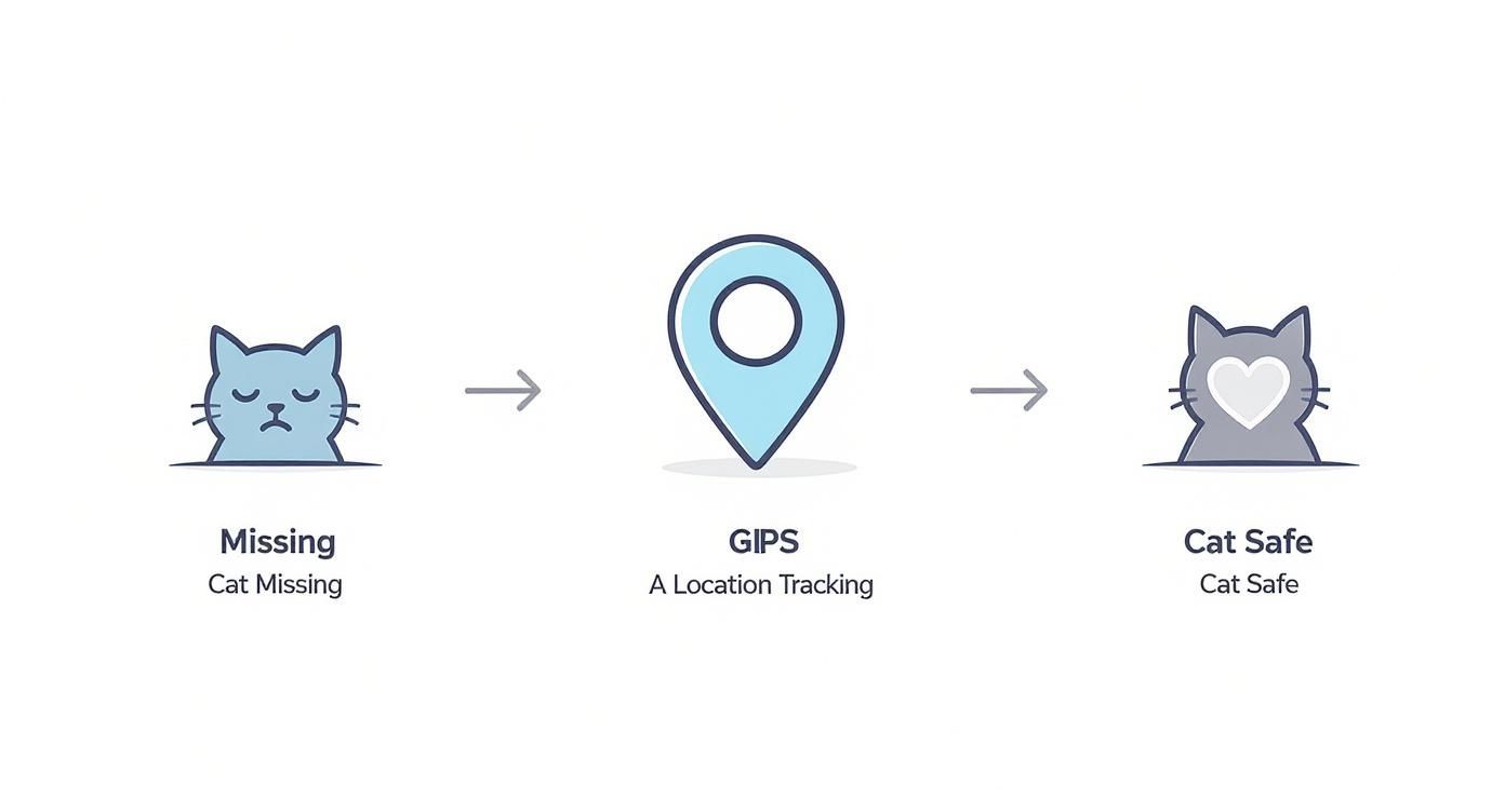 Infographic about halsband mit gps für katzen