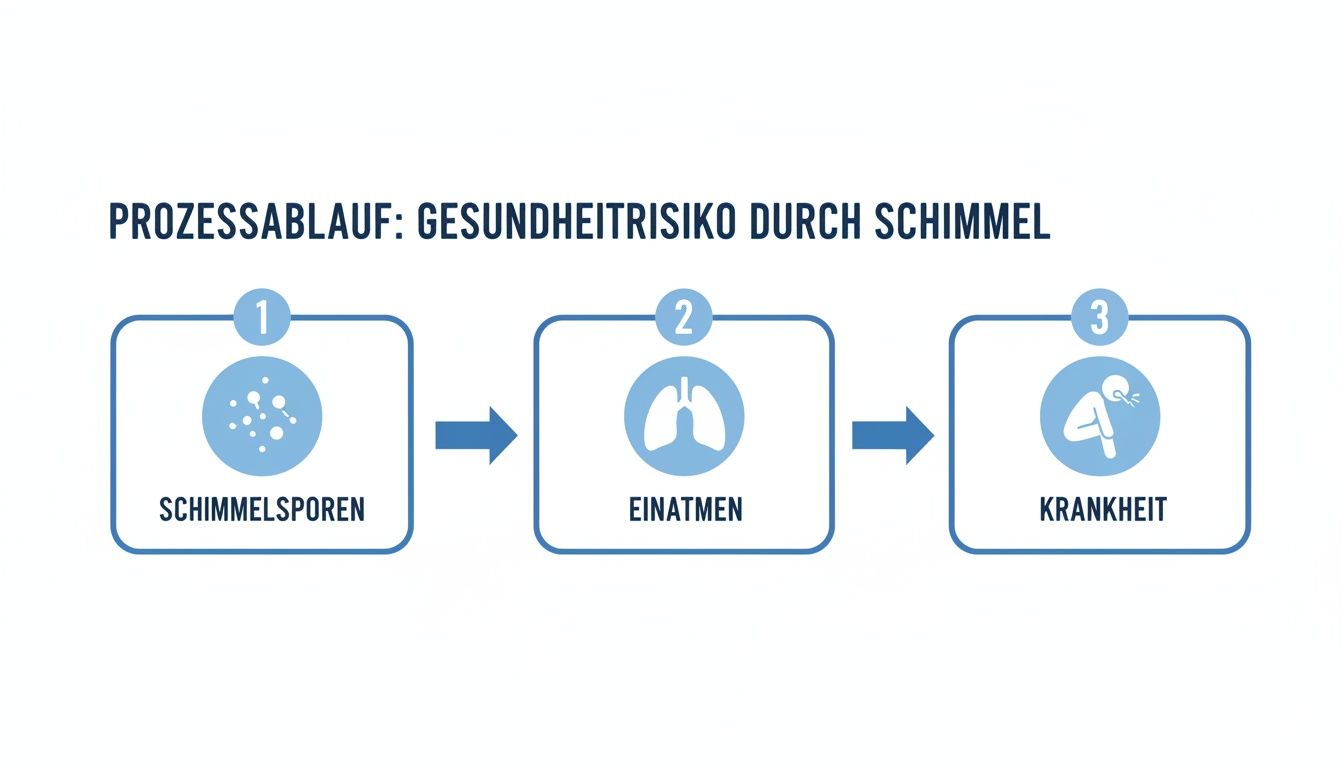 Flussdiagramm zeigt den Ablauf des Gesundheitsrisikos durch Schimmel: Schimmelsporen, Einatmen, Krankheit.