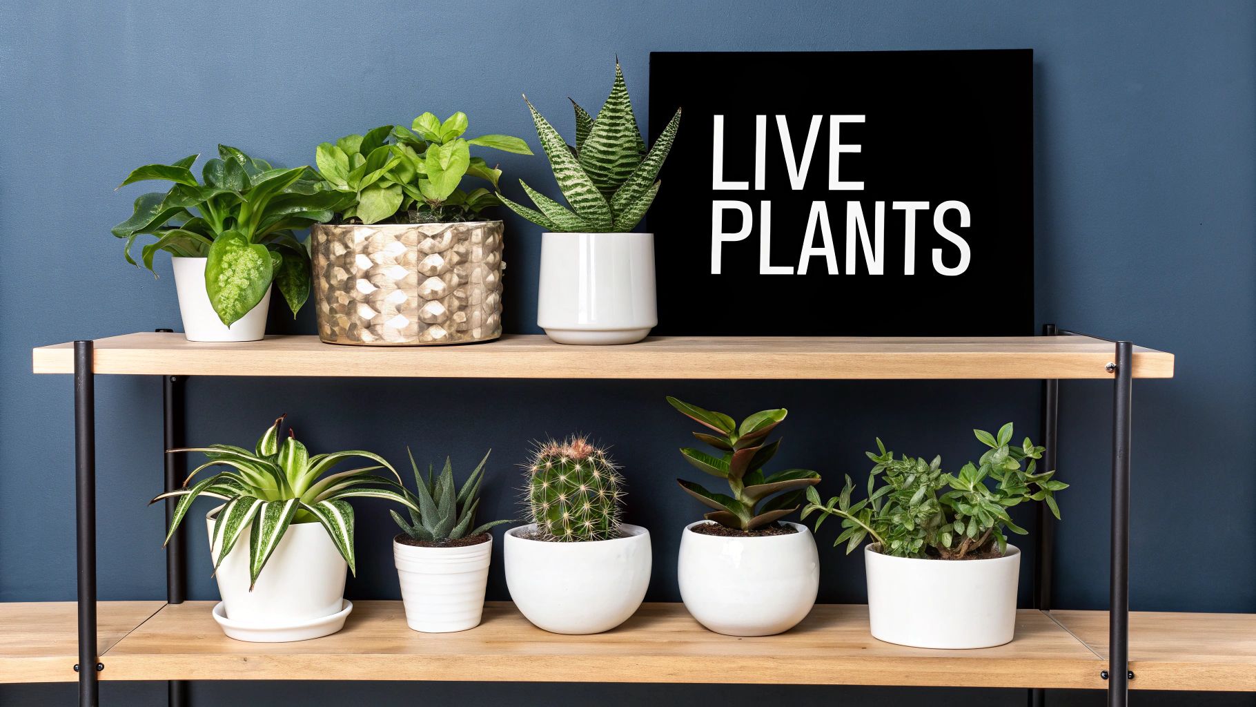 Two wooden shelves against a dark blue wall displaying various potted green plants and a 'LIVE PLANTS' sign.