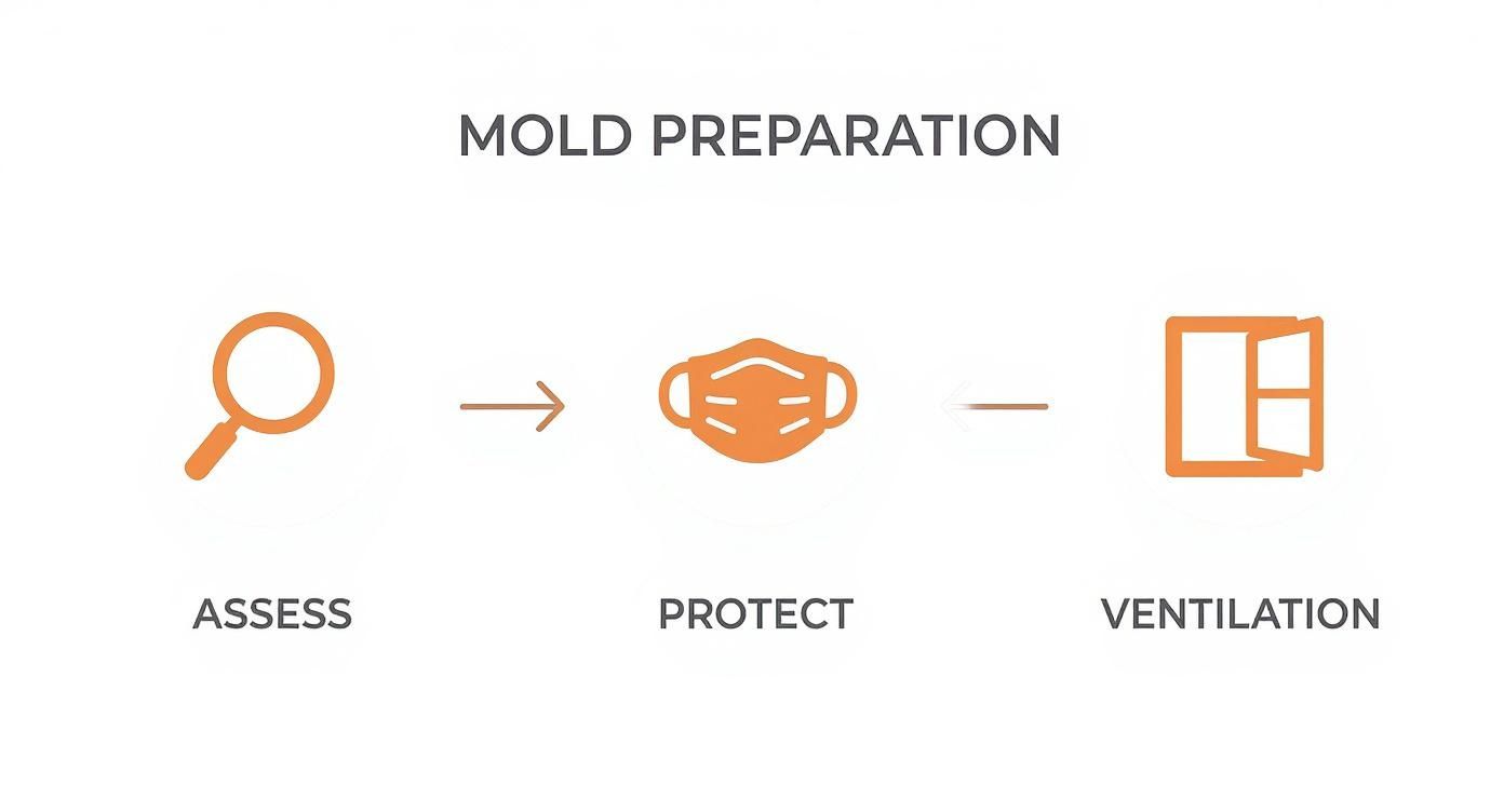 Infographic about how to get rid of mould on carpet