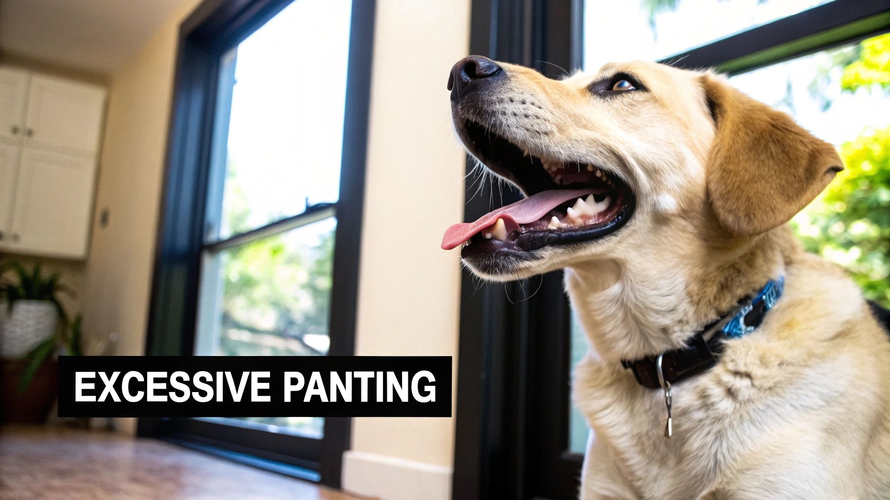 Excessive Panting and Drooling