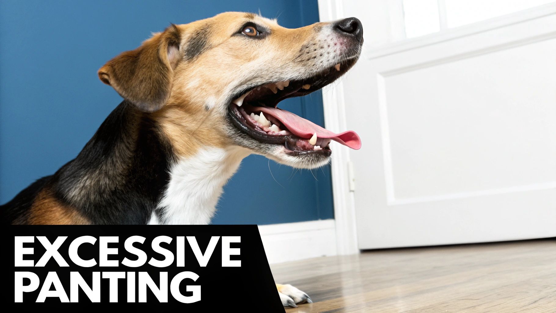 Excessive Panting and Drooling