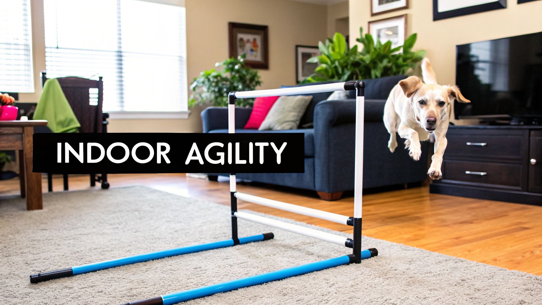 Indoor Agility Courses