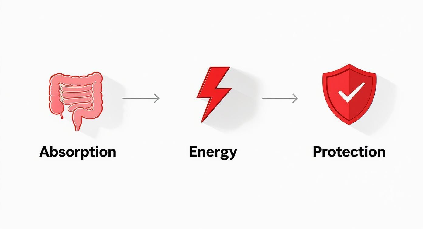 Diagram przedstawiający proces wchłaniania w jelitach, prowadzący do energii i ochrony organizmu.