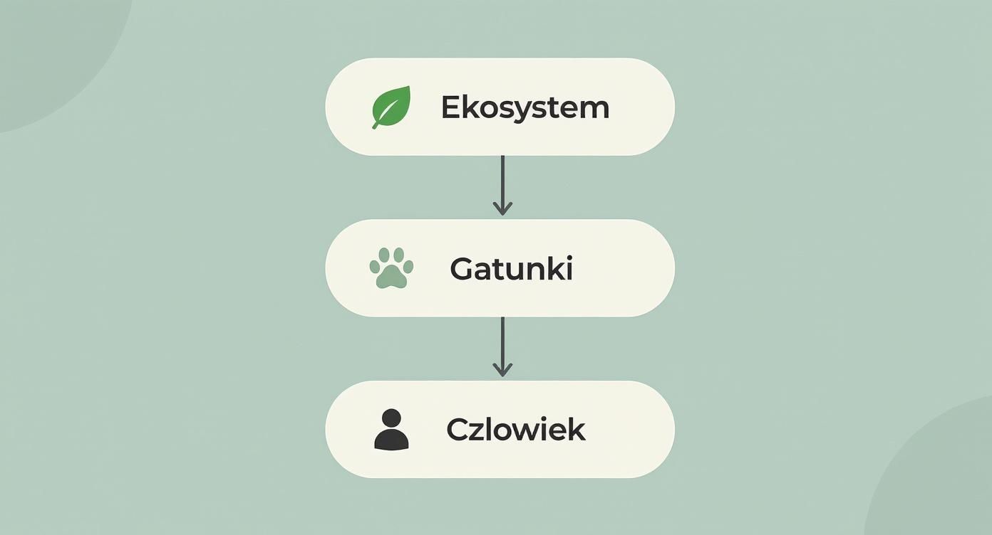 Diagram pionowy ilustrujący powiązania: ekosystem (liść), gatunki (łapa) i człowiek (postać), z symbolicznymi ikonami.