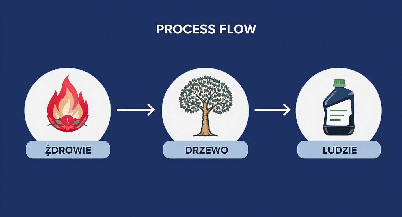 Diagram przepływu przedstawiający zdrowie (płomień), drzewo i ludzi (butelka) na niebieskim tle.