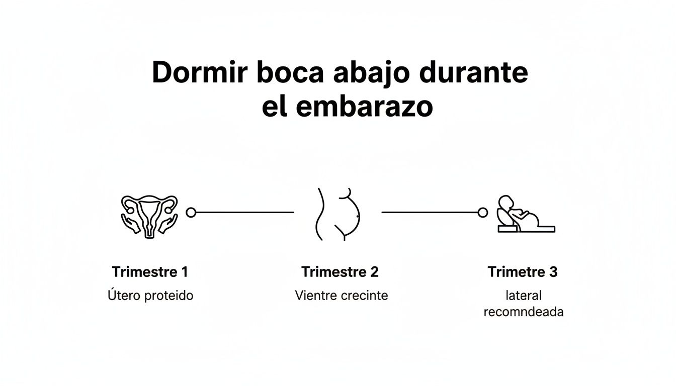 Diagrama ilustra cómo dormir boca abajo durante el embarazo por trimestre, mostrando cambios y posiciones recomendadas.