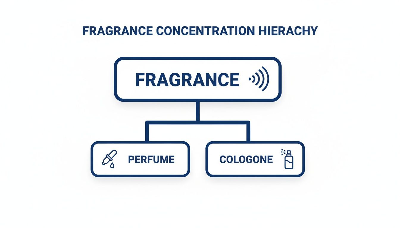 A diagram illustrates the fragrance concentration hierarchy, showing 'Fragrance' leading to 'Perfume' and 'Cologone'.
