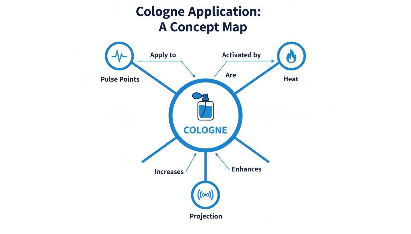 Concept map illustrating cologne application, showing pulse points, heat activation, and projection.