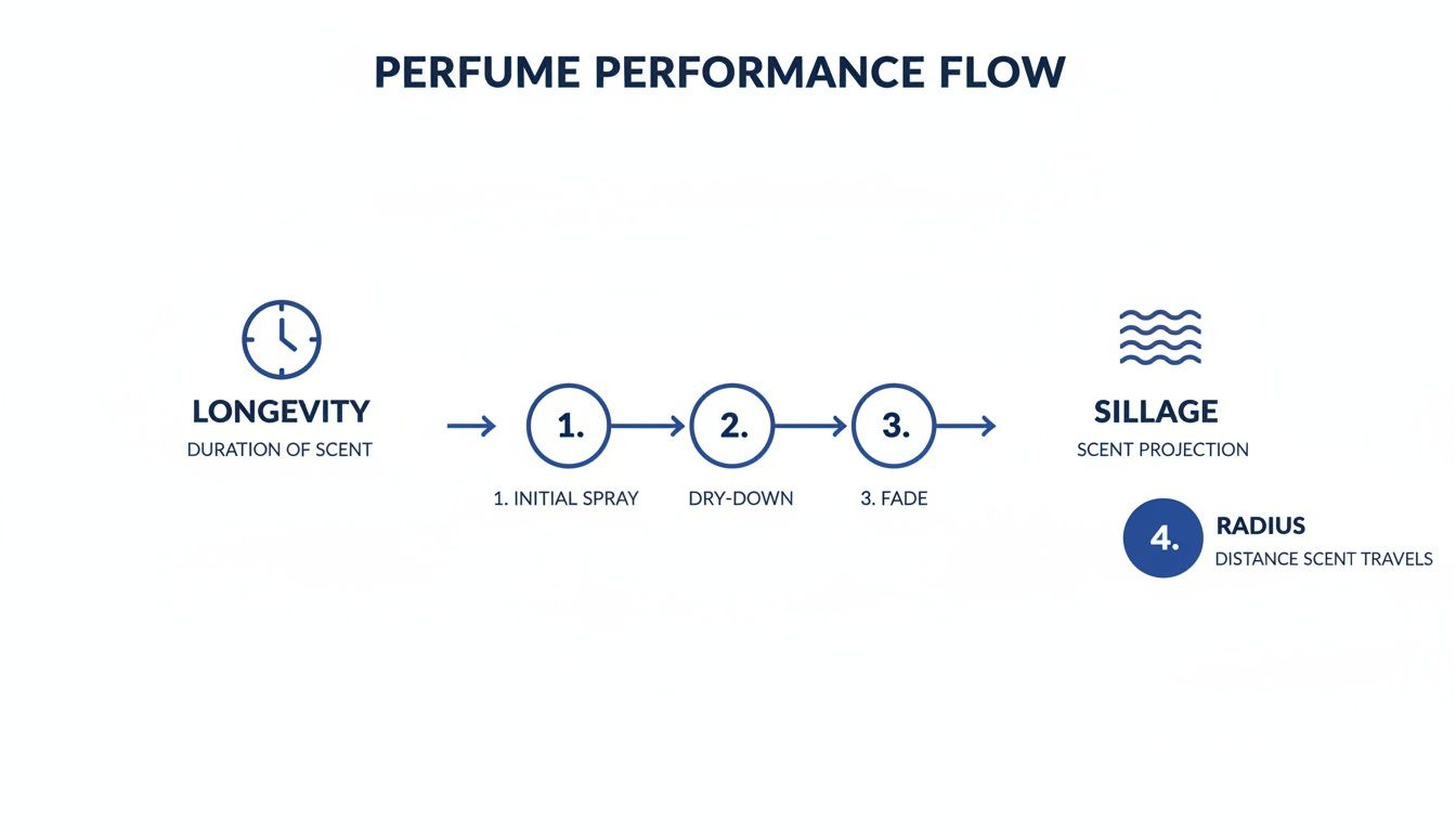 Diagram illustrating perfume performance flow, detailing longevity stages from initial spray to fade, and sillage, including scent radius.
