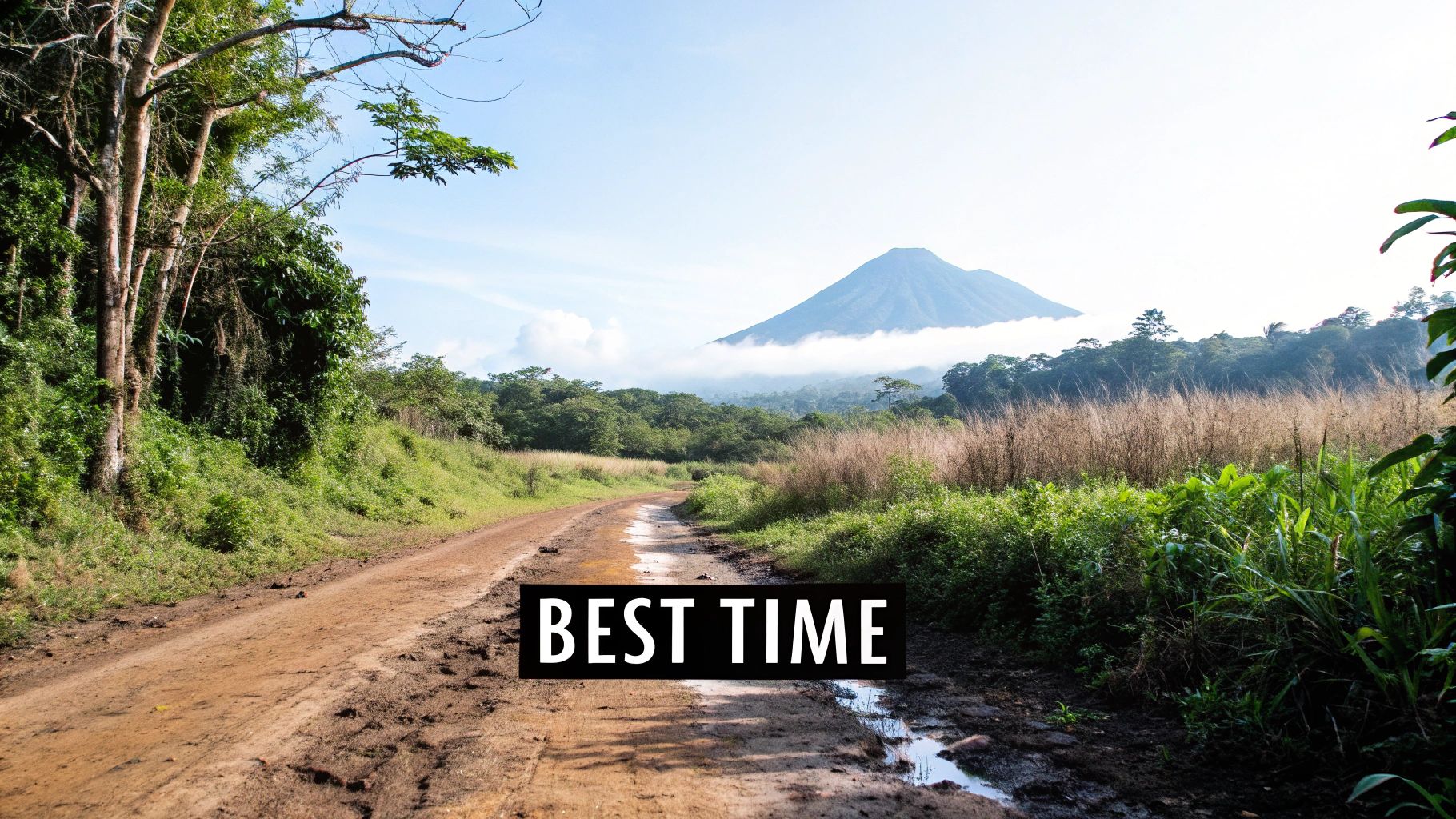 A gorilla family in the lush greenery of Volcanoes National Park, Rwanda