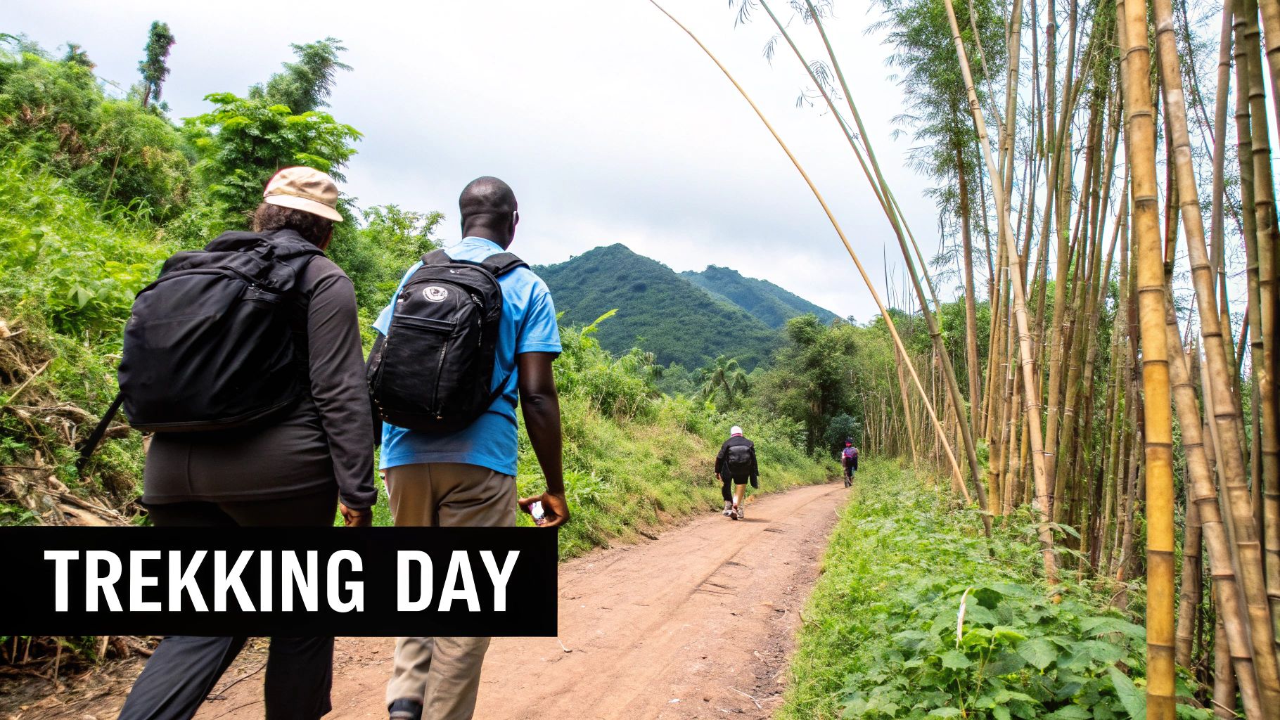 A mountain gorilla eating plants in the forest of Volcanoes National Park