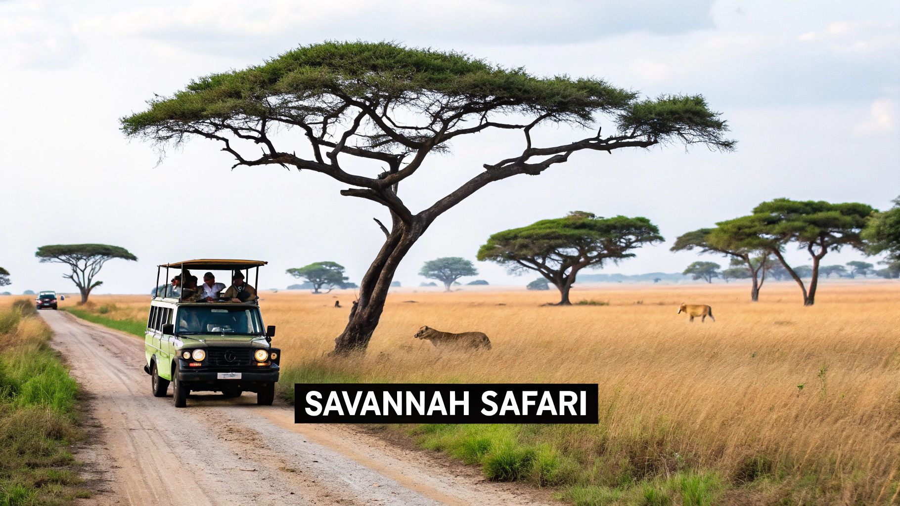 Elephants walking through a savannah in a Ugandan game park
