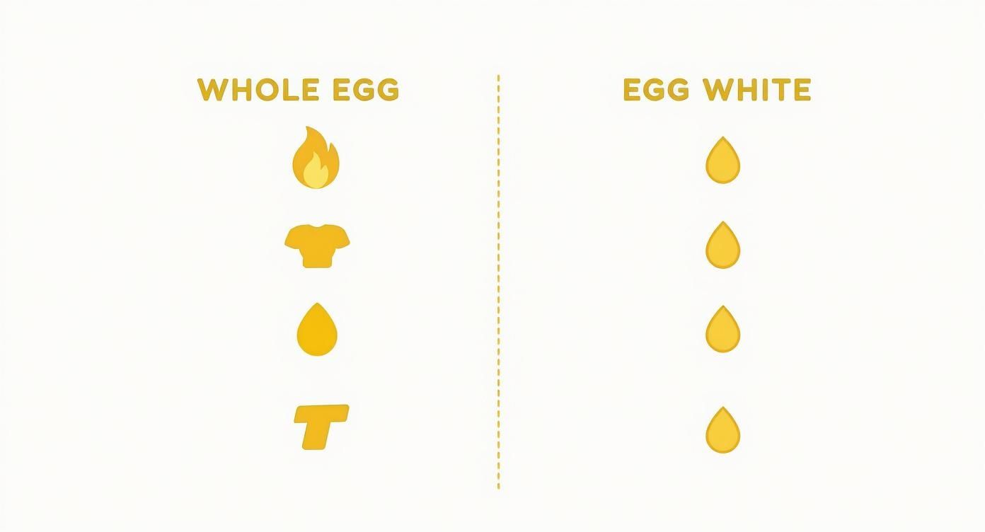 Infographic about egg white scrambled nutrition
