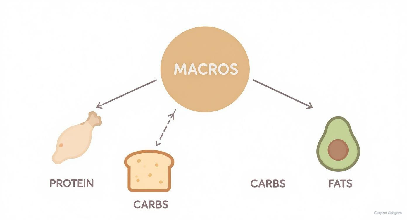 Infographic about what are macros in food