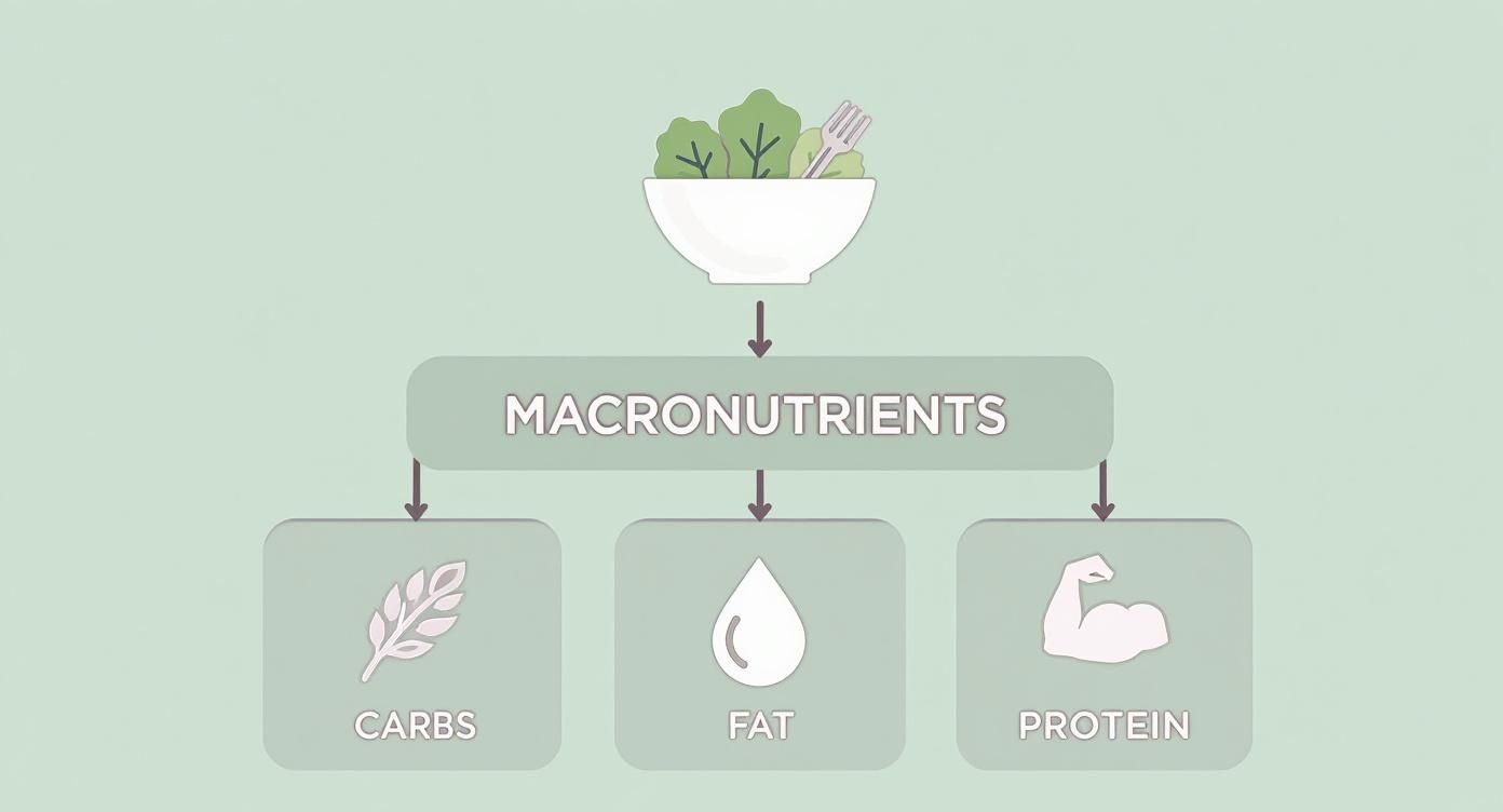 Infographic about tossed salad nutrition