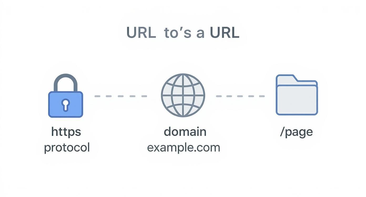 Infographic about domain name vs url