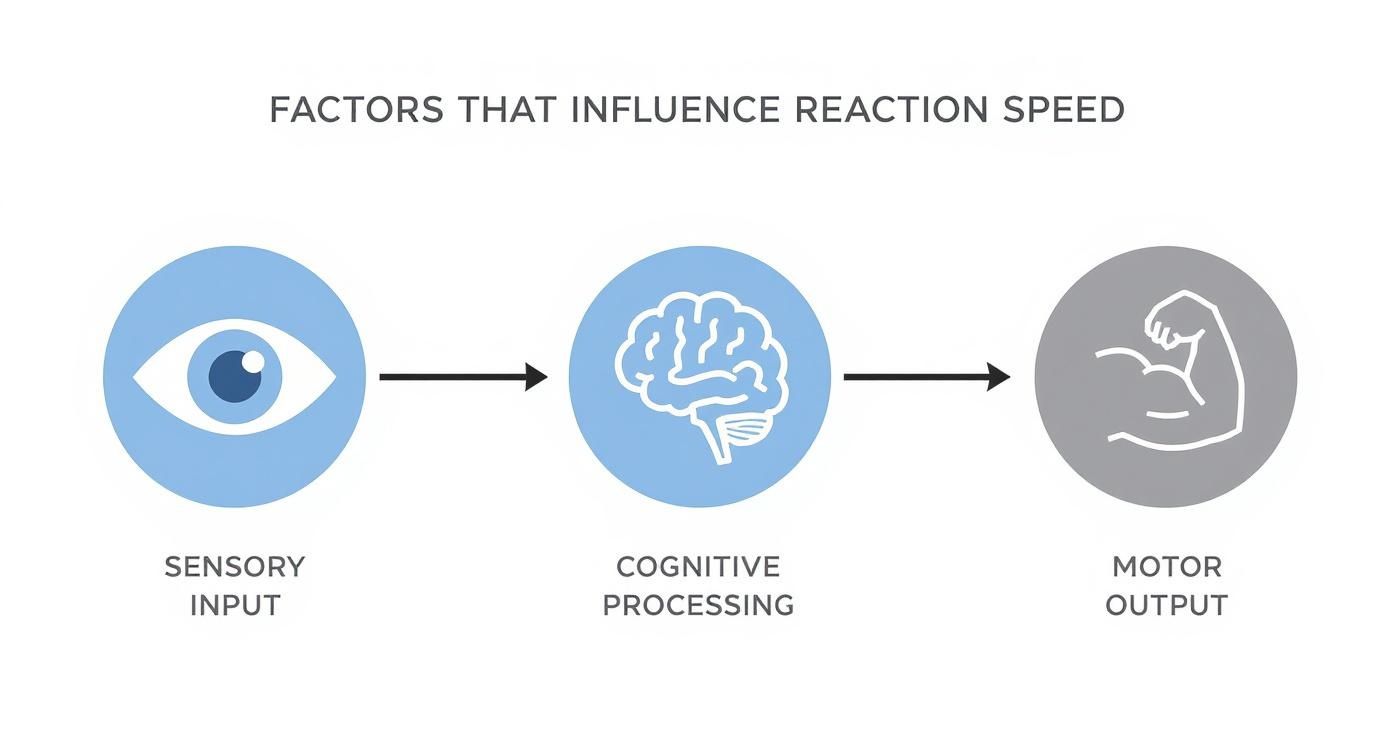 Infographic about how to improve reaction time