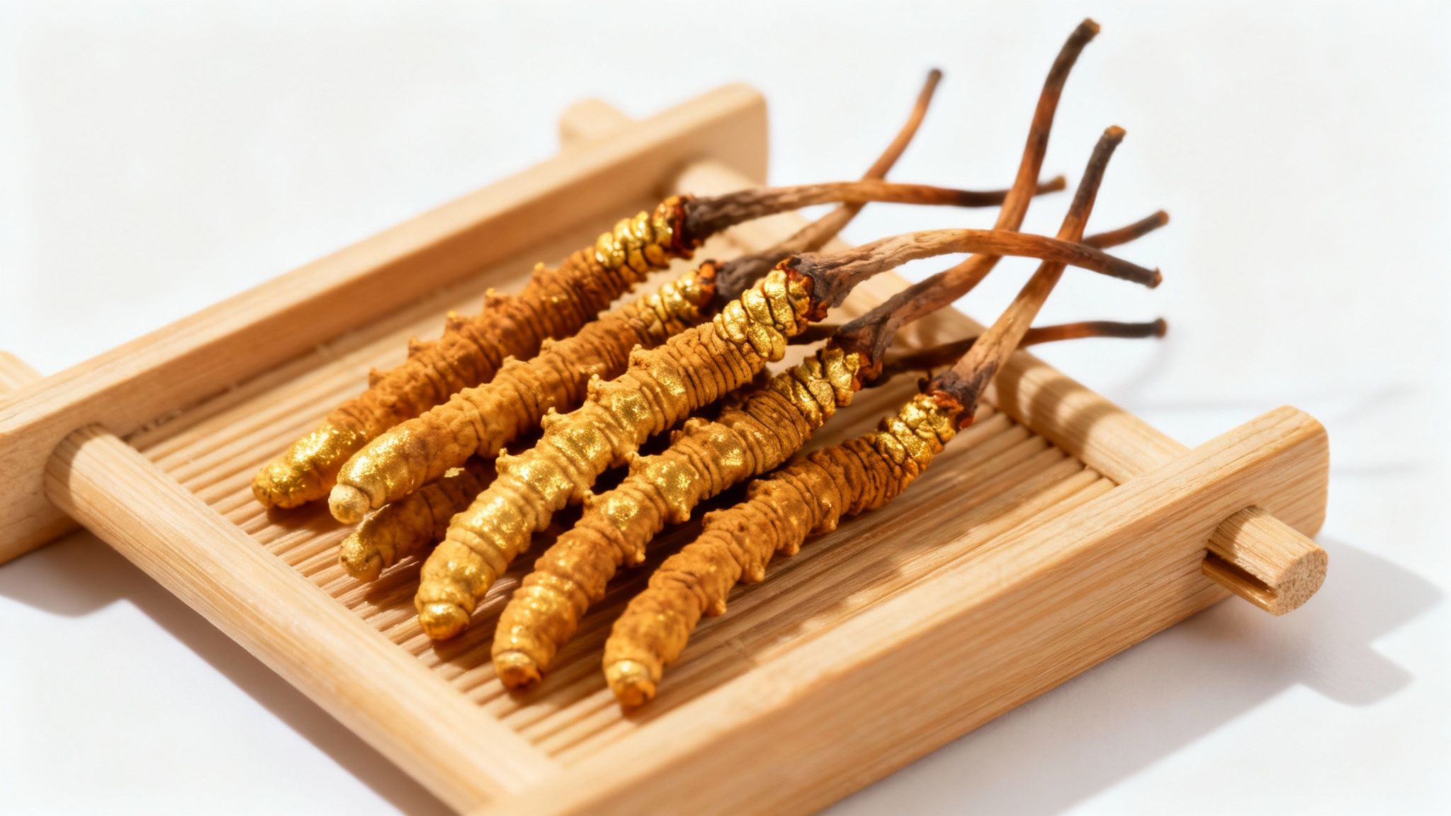 Cordyceps Mushroom