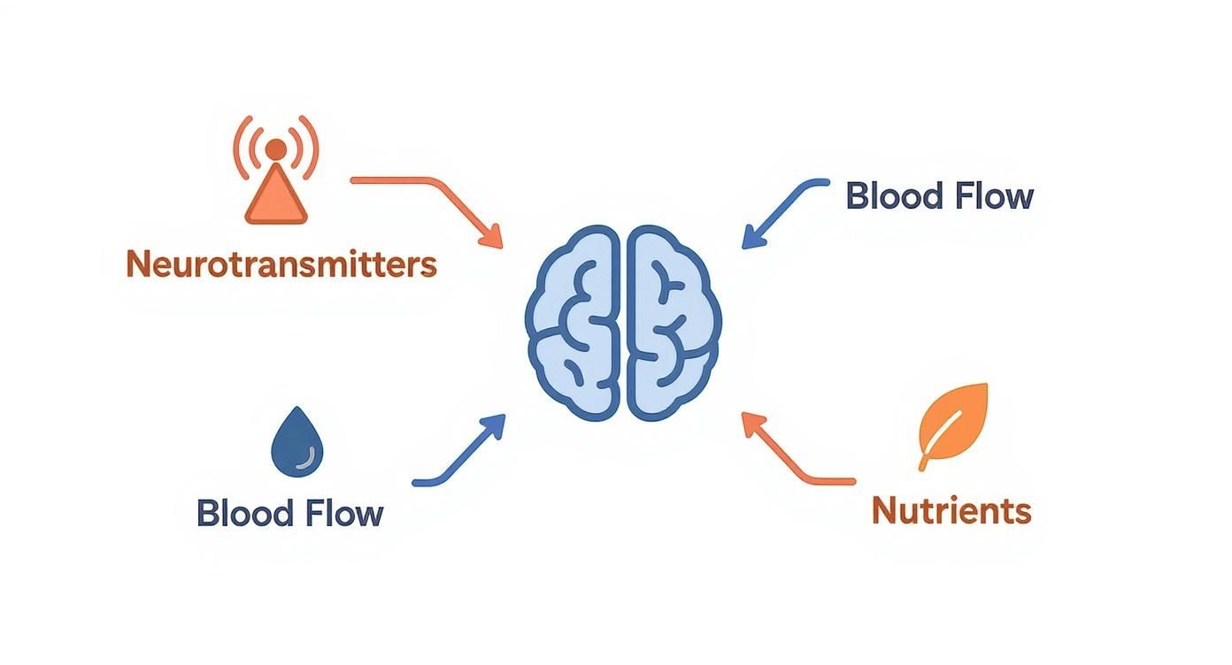 Infographic showing a central brain icon with three branches leading to icons for Neurotransmitters, Blood Flow, and Nutrients, illustrating how nootropics work.