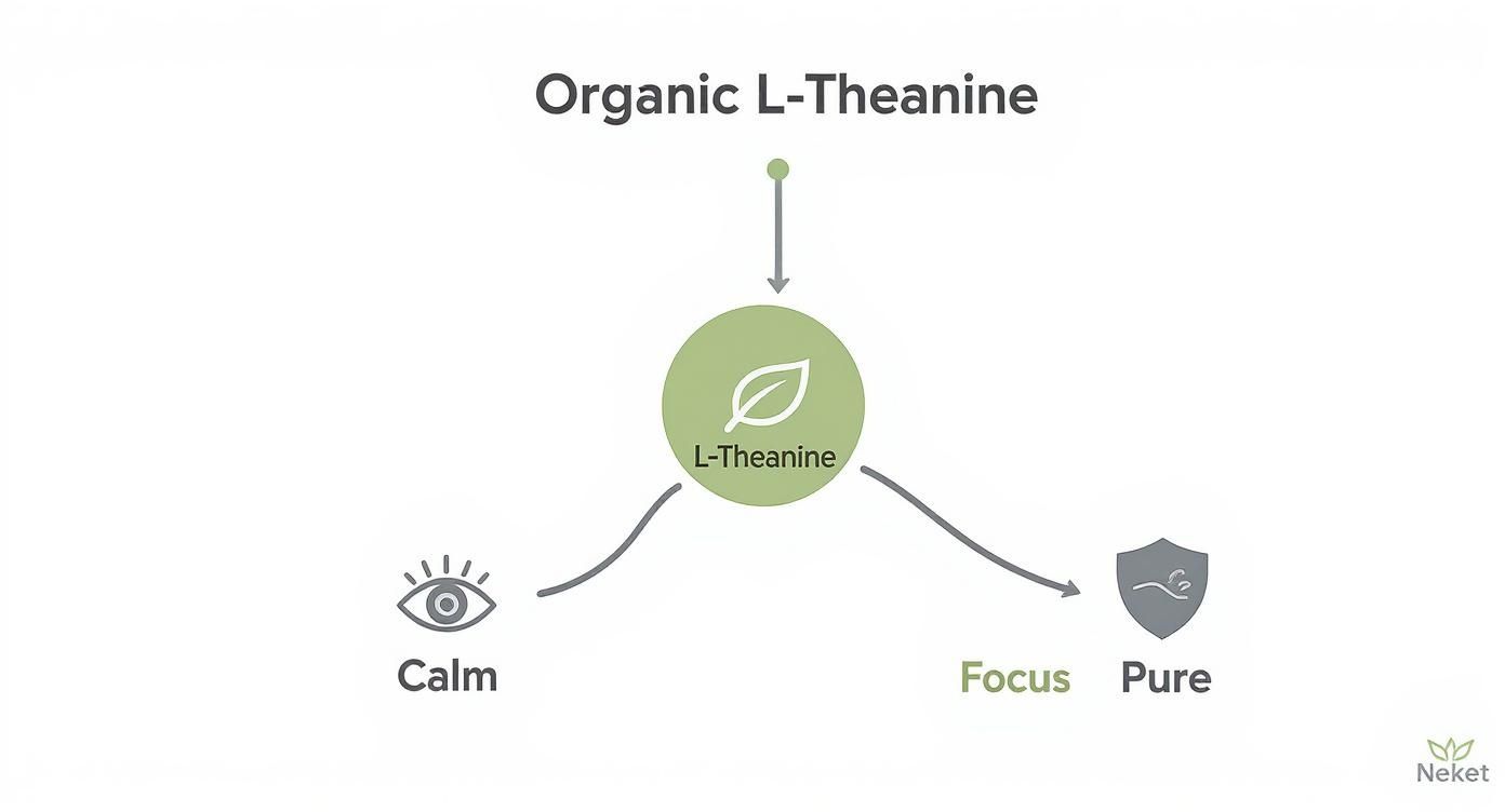 Diagram showing organic L-theanine benefits with leaf icon connecting to calm, focus, and pure properties