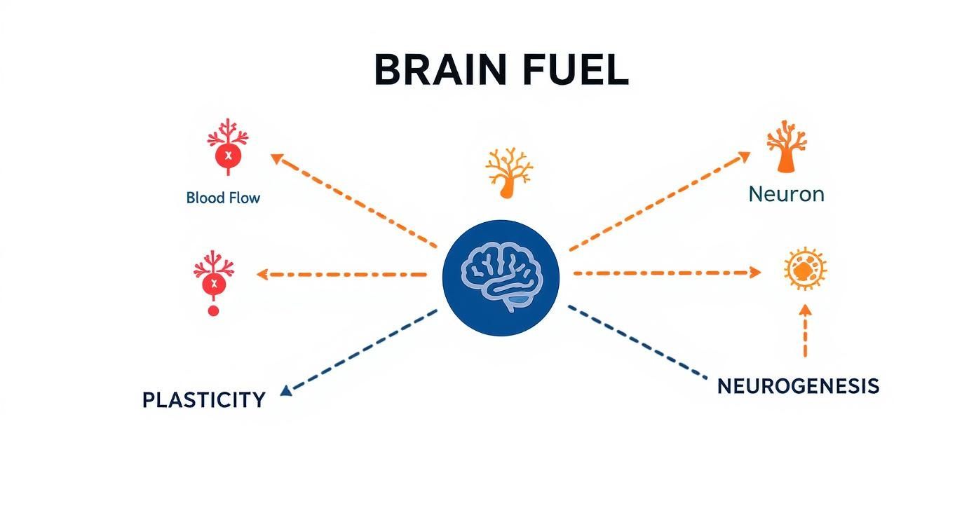 Infographic about best nootropics for studying