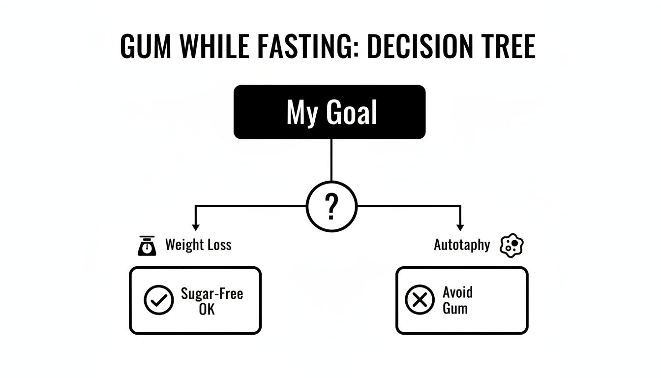 Decision tree illustrating if gum is okay while fasting, based on weight loss or autophagy goals.