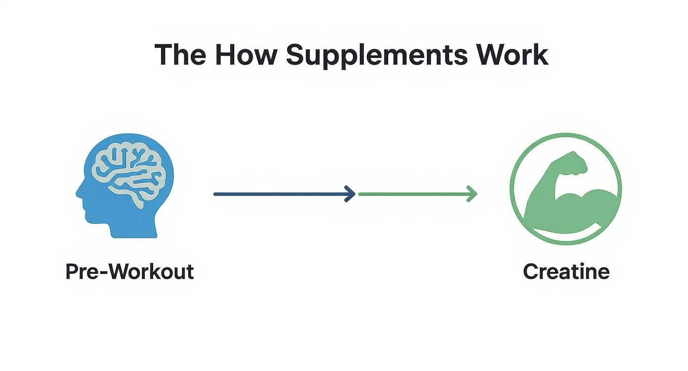 Infographic about mixing creatine with pre workout