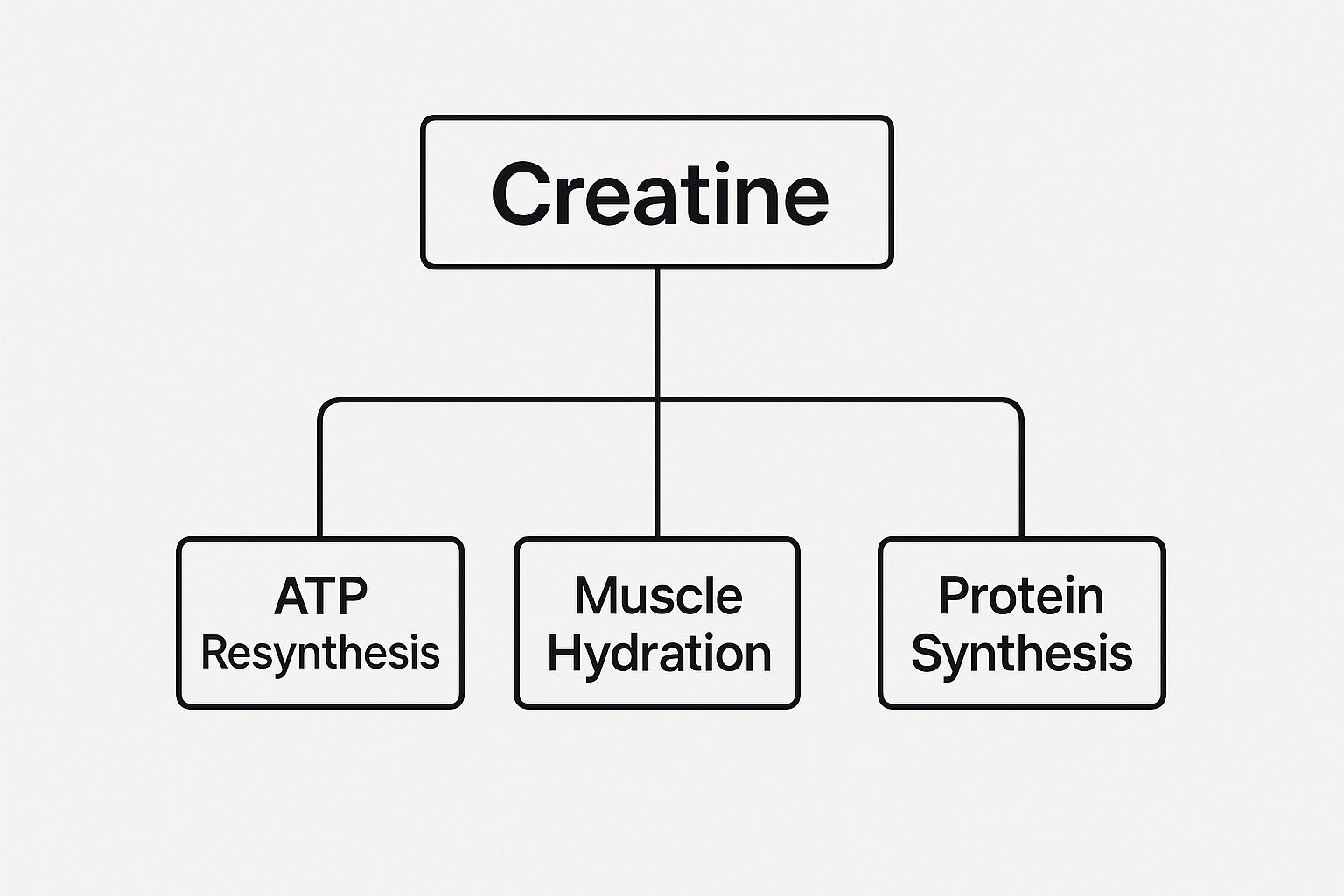 Infographic about creatine for muscle growth