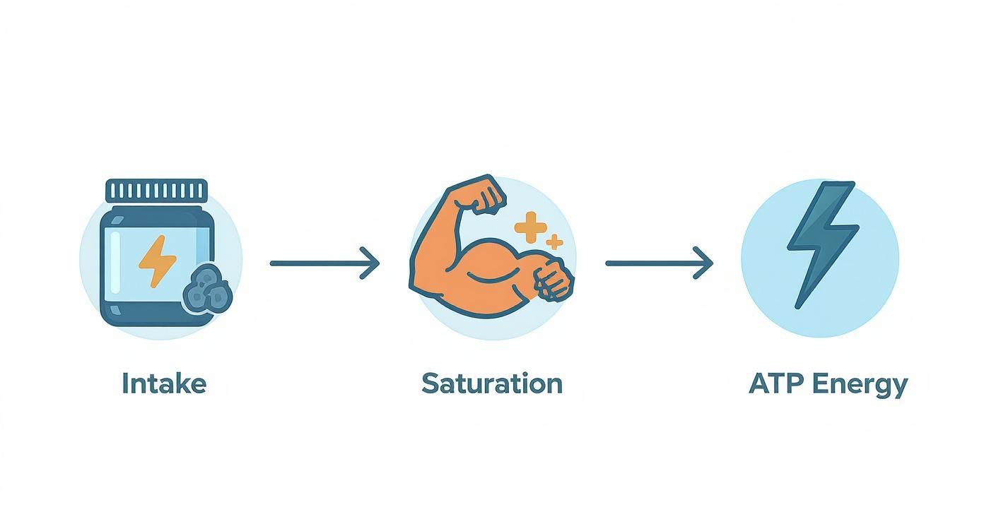 Infographic about creatine on rest days