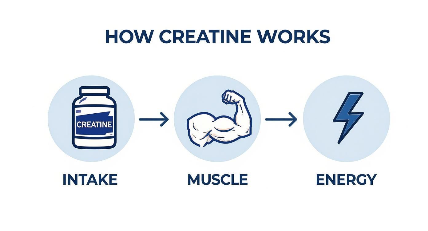 Infographic about should you load creatine
