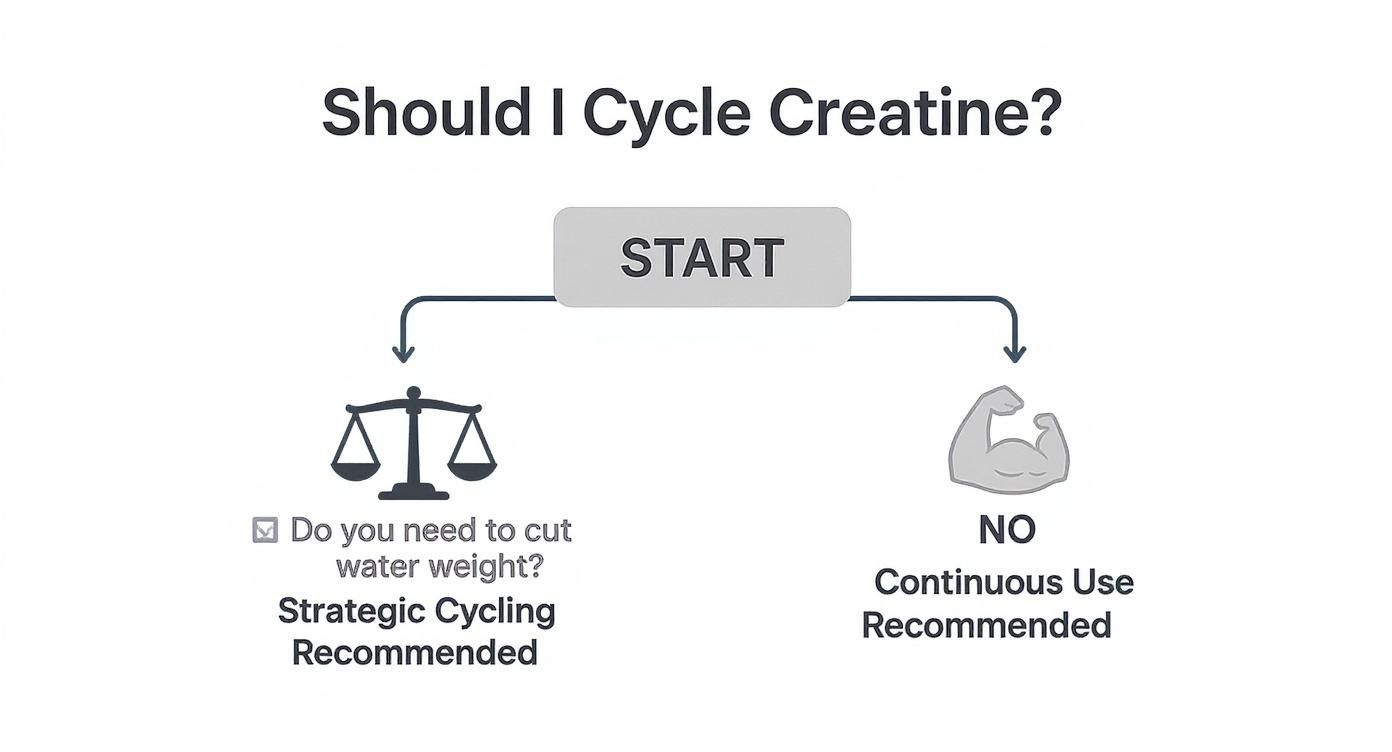 Infographic about should you cycle off creatine