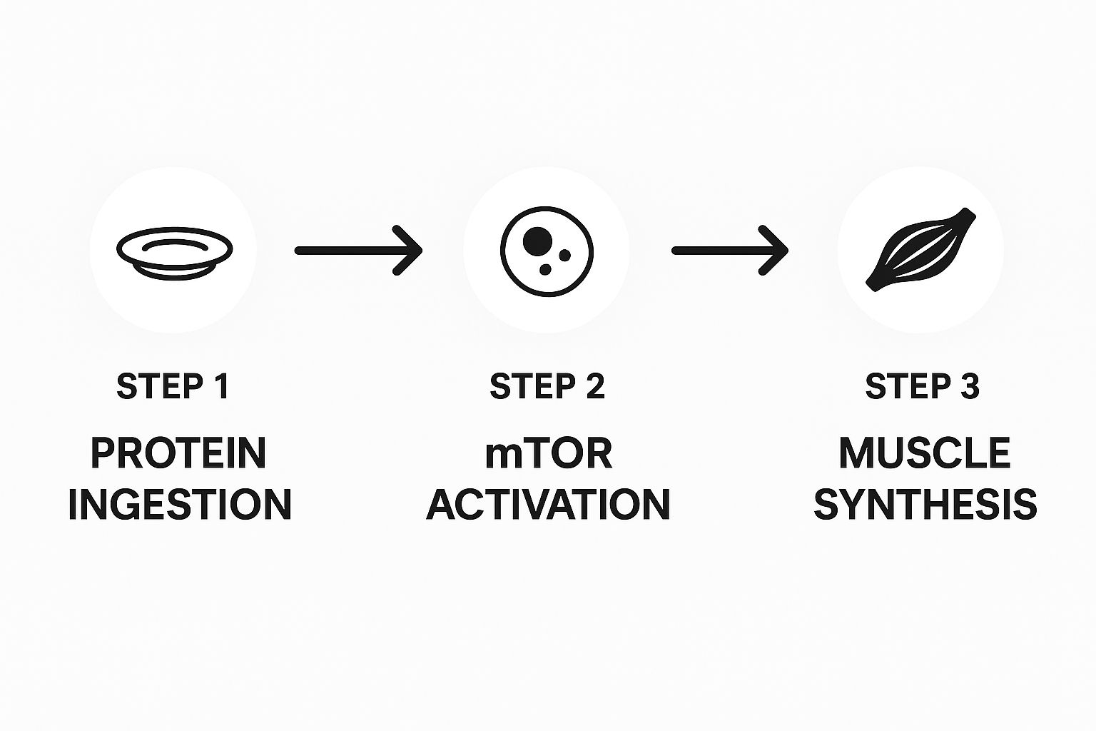 Infographic showing the three-step process of Protein Ingestion, mTOR Activation, and Muscle Synthesis.