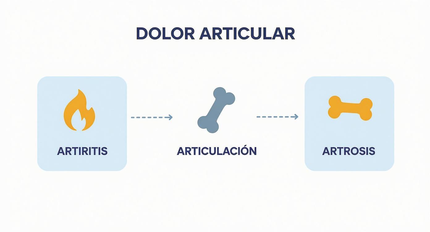 Diagrama que ilustra la progresión del dolor articular, mostrando artritis, la articulación y artrosis.