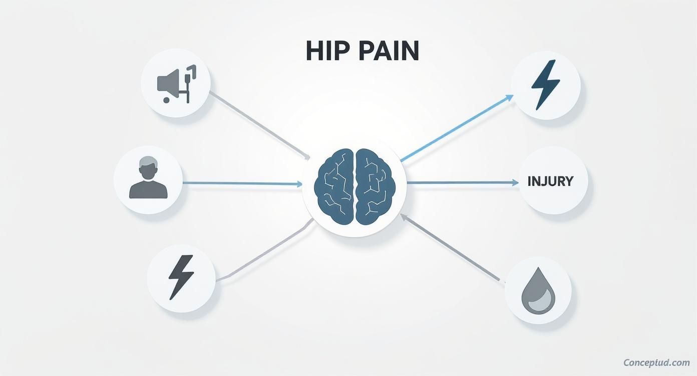Diagrama ilustrando el dolor de cadera con un cerebro central conectado a factores como lesiones, personas y sensaciones.