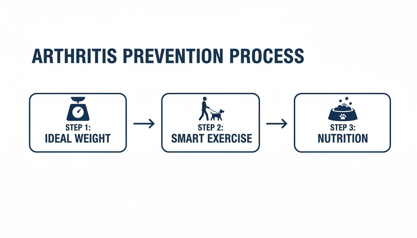 A diagram illustrates three steps for arthritis prevention in pets: ideal weight, smart exercise, and nutrition.