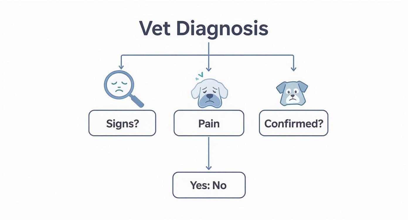 Infographic showing a decision tree for diagnosing hip dysplasia in dogs