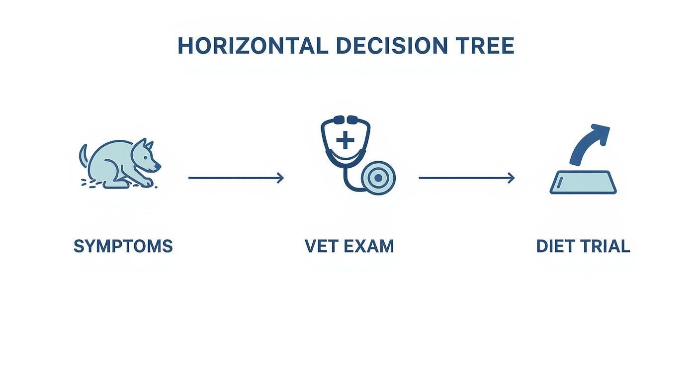 Horizontal decision tree showing veterinary diagnosis process from symptoms to vet exam to diet trial