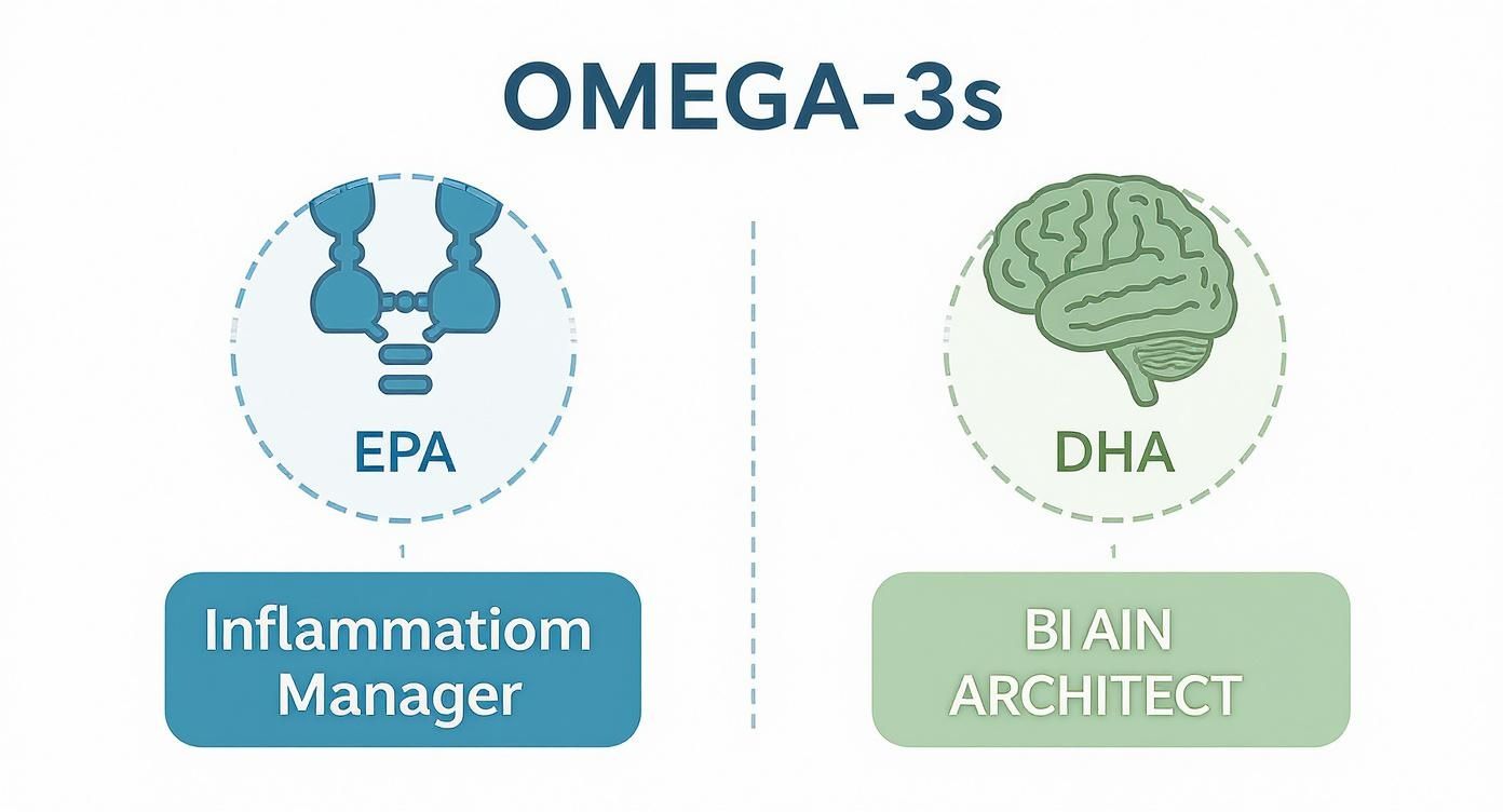 Infographic about omega 3 dog food supplement