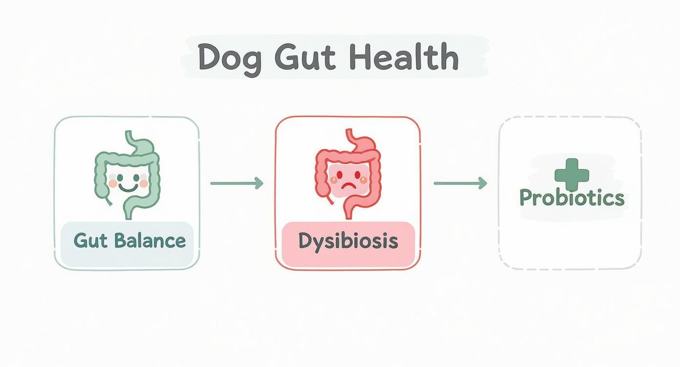 Infographic about dog probiotics diarrhea