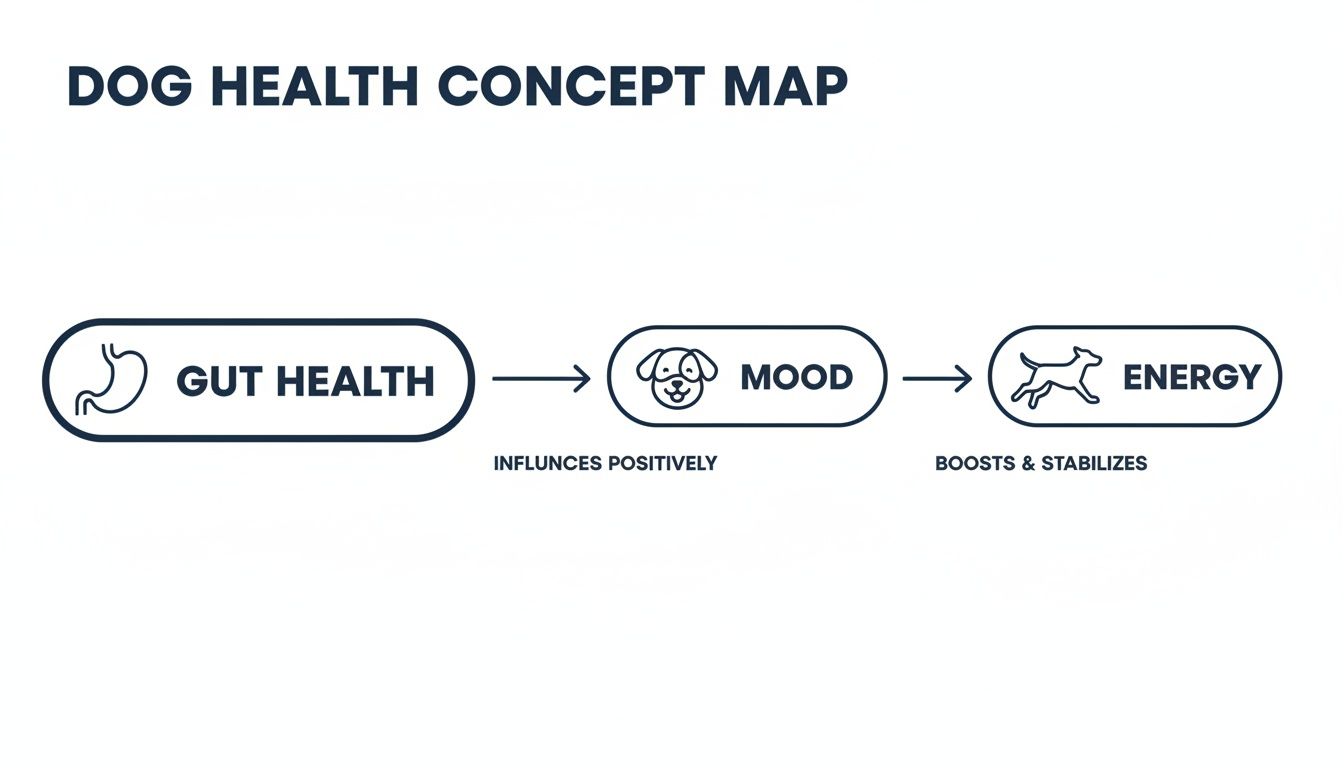 A dog health concept map illustrating how gut health positively influences mood, which boosts and stabilizes energy.