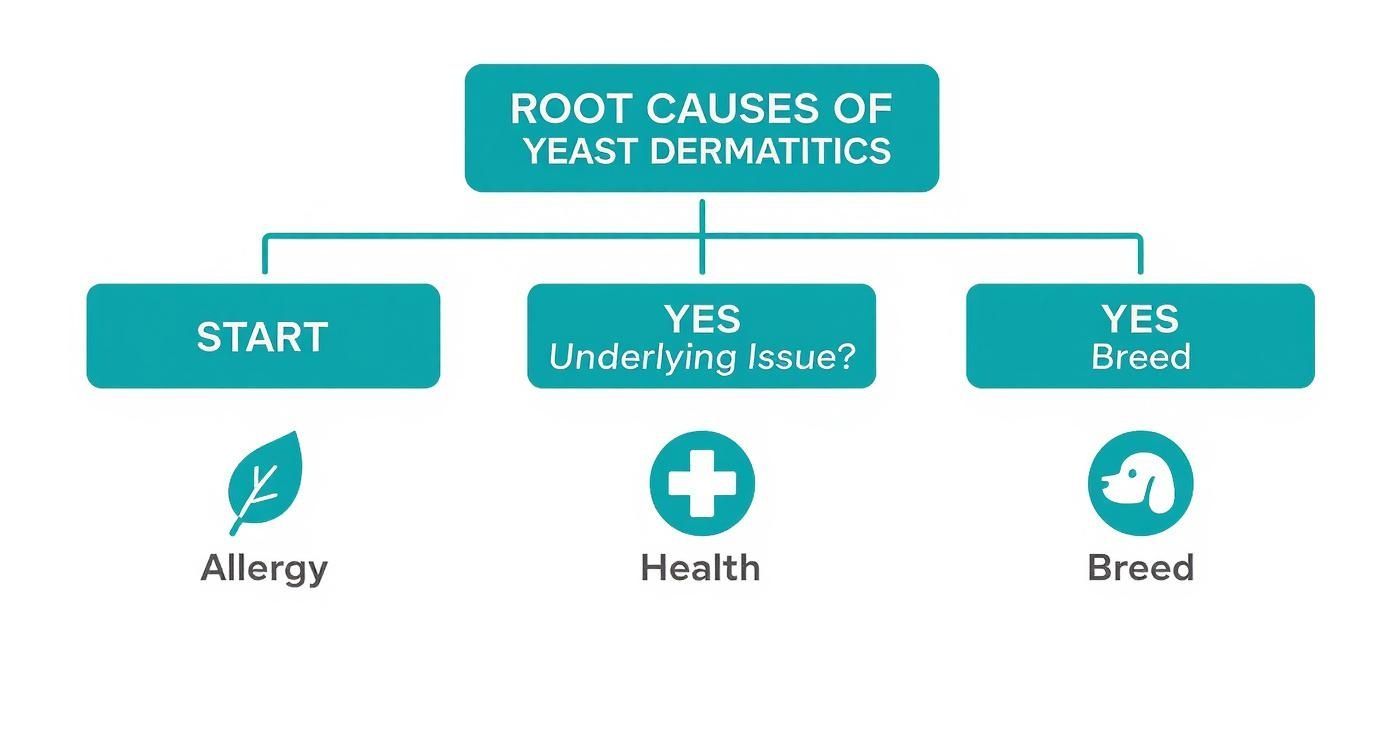 A flowchart detailing the root causes of yeast dermatitis, including allergy, underlying health issues, and breed.