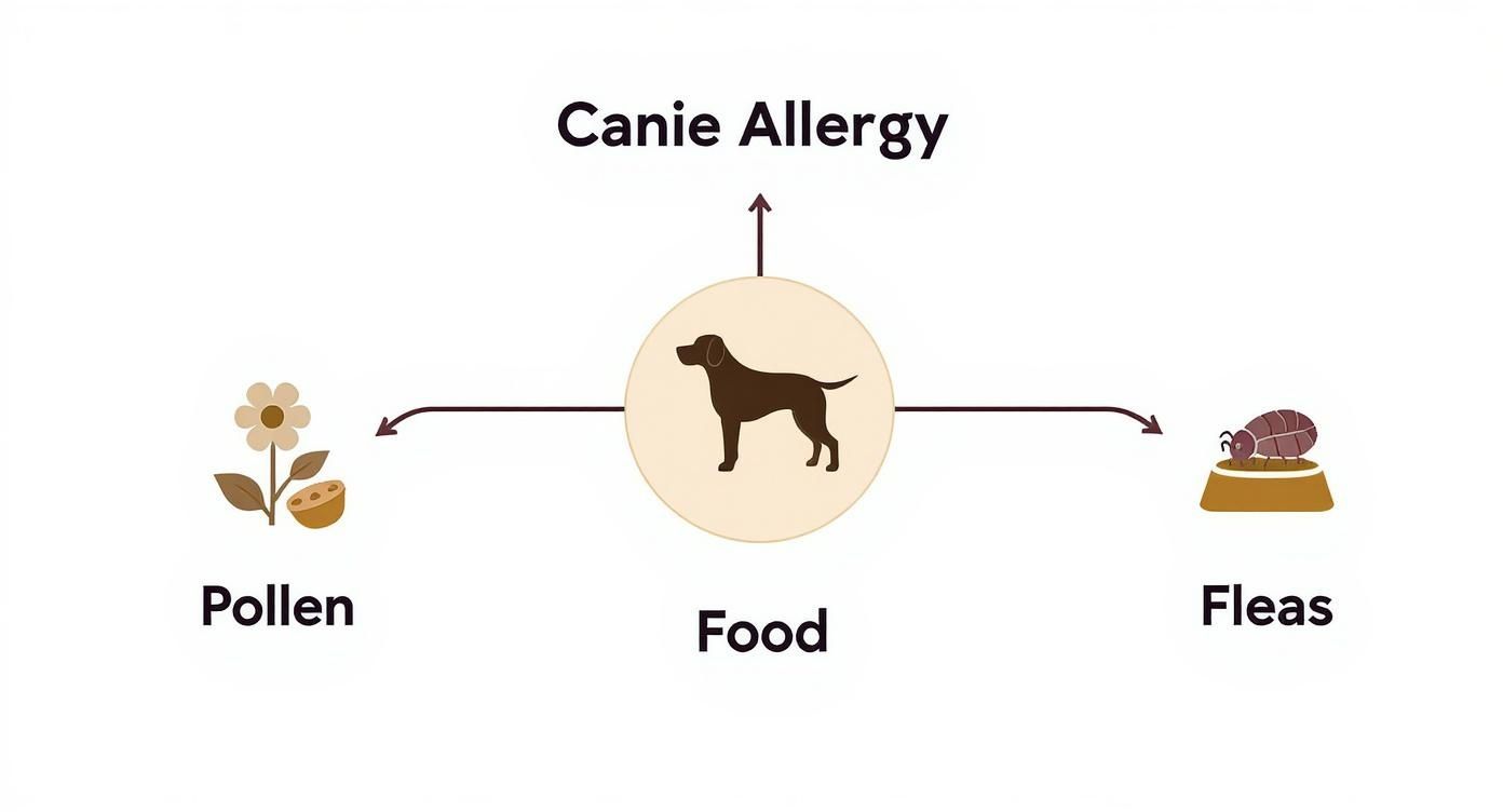 Infographic about supplements for dogs with allergies