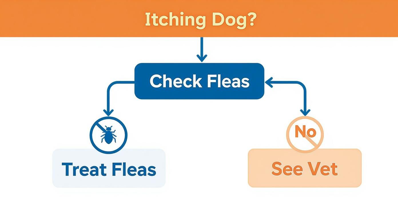 Infographic about dog constantly itching but no fleas