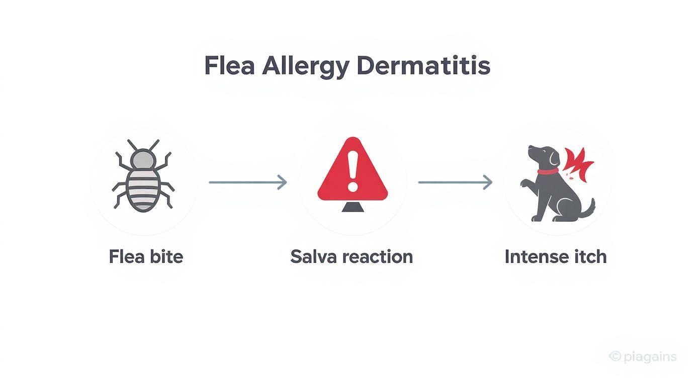 Infographic about dog constantly scratching no fleas