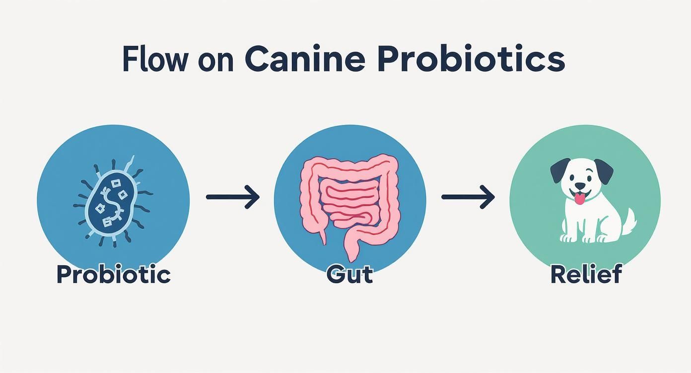 Infographic about probiotics dogs diarrhea