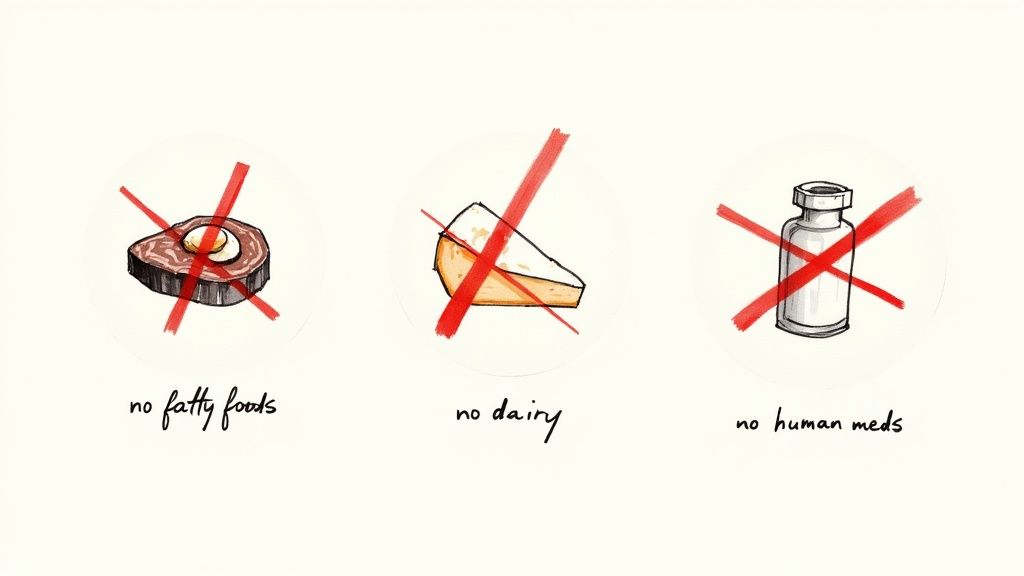 Illustrations of items forbidden for dogs: an avocado, a cheese slice, and a medicine bottle, all crossed out.