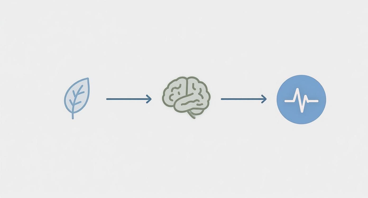 Infographic showing how a calming ingredient is processed by the brain to produce a calm state in a dog.