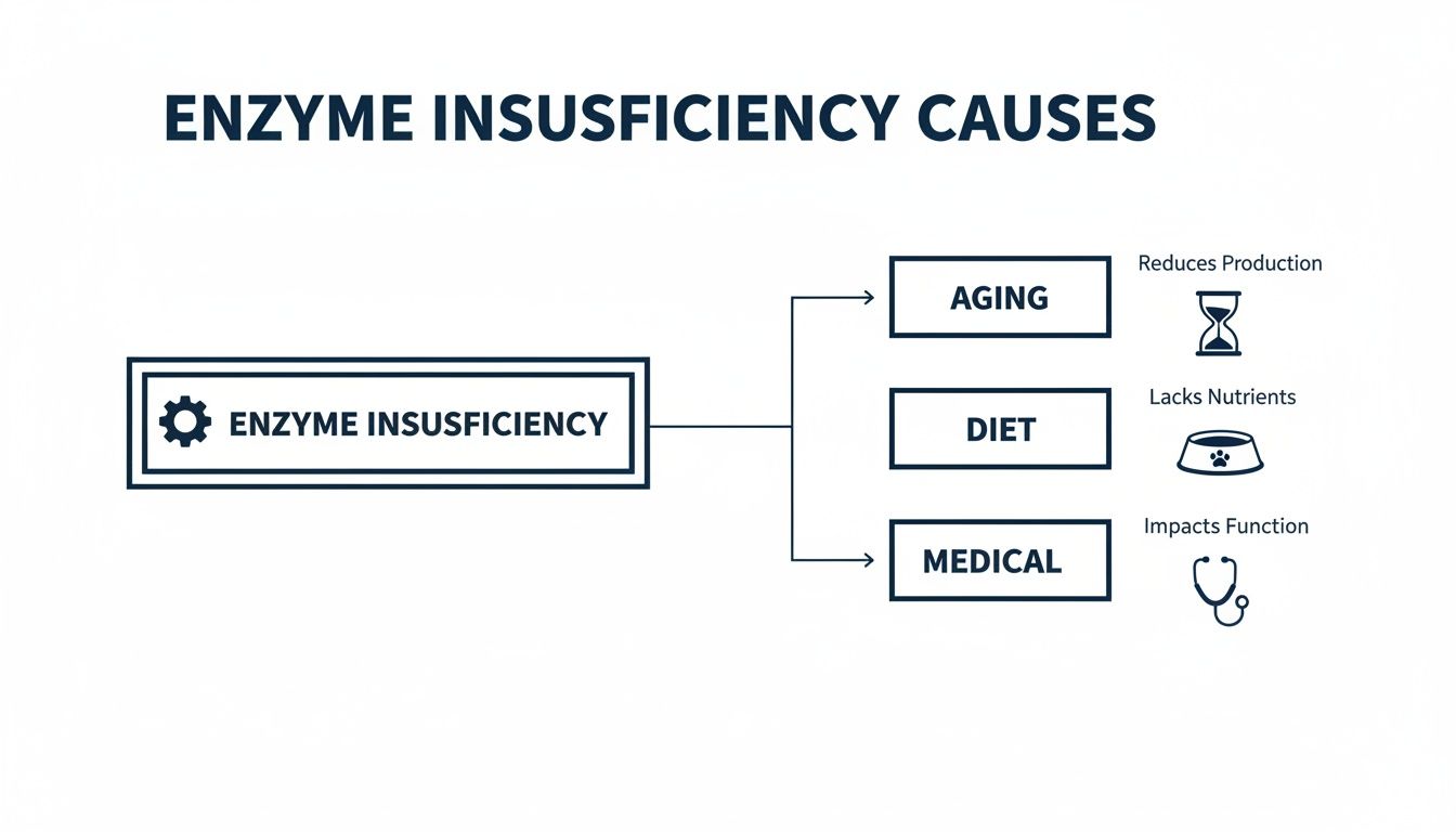 A flowchart explaining the causes of enzyme insufficiency: aging, diet lacking nutrients, and medical issues.