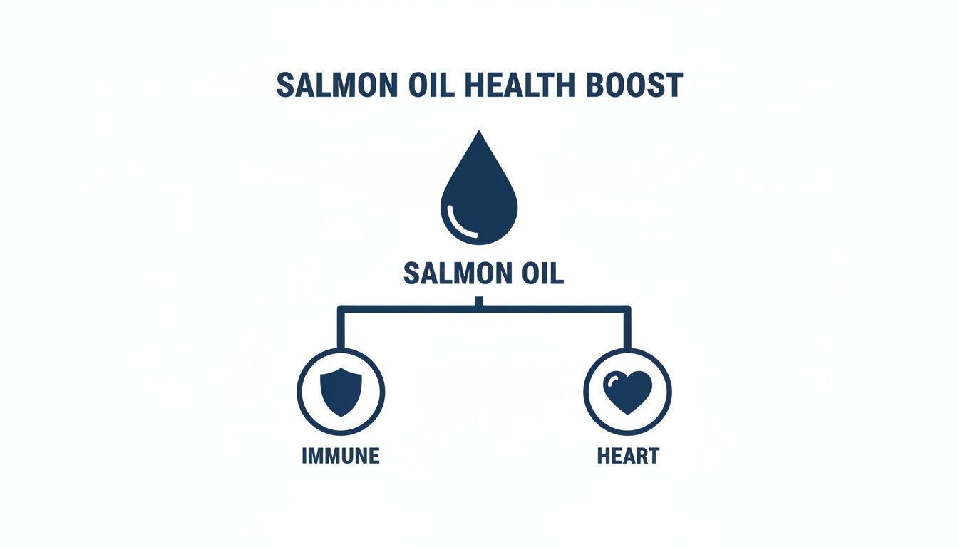 Infographic showing a drop icon for 'Salmon Oil', branching to a shield for 'Immune' and a heart for 'Heart'.